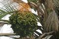 Phoenix dactylifera